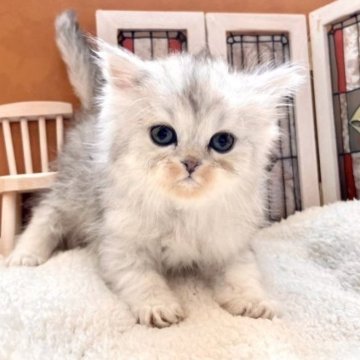 ペルシャ(チンチラ)【岐阜県・男の子・2023年3月21日・チンチラシルバー】の写真「塩顔イケメン✨」
