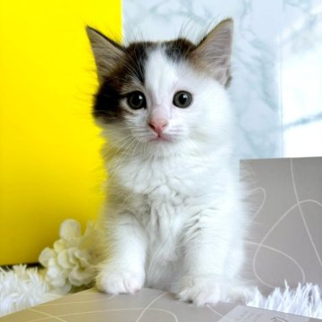 マンチカン(長足)【岐阜県・男の子・2024年4月22日・ブラウンタビーアンドホワイト（ロング）】の写真「上品でとても魅力的なマンチカンです【動画NEW】」