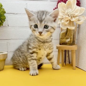 マンチカン(長足)【岐阜県・男の子・2023年2月11日・シルバーマッカレルタビー（ショート）】の写真「綺麗な柄のおっとりイケメンくん☆」