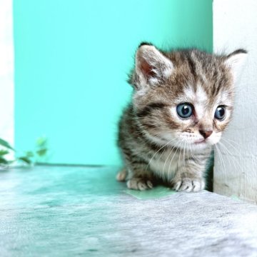 ミヌエット(長足)【岐阜県・女の子・2024年5月28日・ブラウンマッカレルタビー（ショート）】の写真「ノスタルジックでアートな毛色が人気です⭐️おすすめ」