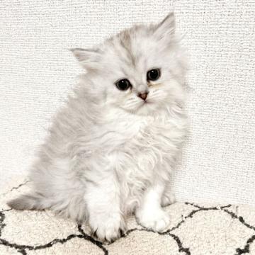 ペルシャ(チンチラ)【岐阜県・男の子・2022年10月28日・シルバー】の写真「フワフワ綿毛ちゃん♡」