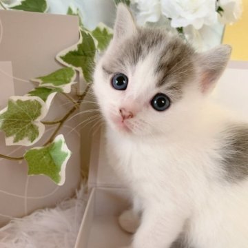 マンチカン(長足)【岐阜県・男の子・2023年10月5日・ブルータビー&ホワイト（ショート）】の写真「エレガントな長足マンチカン♡」