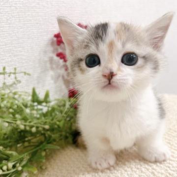 マンチカン(短足)【岐阜県・女の子・2022年10月21日・ダイリュートキャリコ（ショート）】の写真「極短足✨かわい子ちゃん♡」