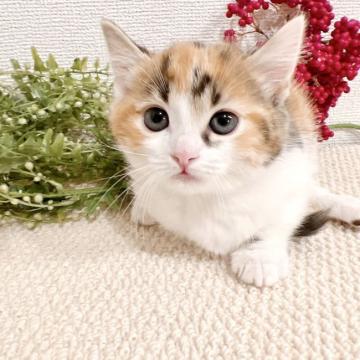 マンチカン(短足)【岐阜県・女の子・2022年10月21日・キャリコ（ショート）】の写真「ぬいぐるみのような女の子♡」