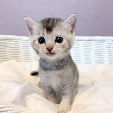 マンチカン(長足)【岐阜県・女の子・2022年9月3日・シルバータビー（ショート）】の写真「4兄弟唯一の紅一点♡プリティです」