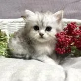 ペルシャ(チンチラ)【岐阜県・女の子・2022年7月7日・チンチラシルバー】の写真1「はじめまして♡」