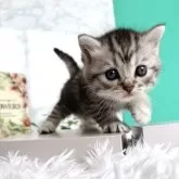 ミヌエット(長足)【岐阜県・男の子・2024年5月28日・シルバーマッカレルタビー】の写真1「当店自慢の可愛い男の子です💎人に大変なれています✨」