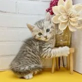 マンチカン(長足)【岐阜県・男の子・2023年2月11日・シルバーマッカレルタビー】の写真2「ぎゅっ♡」