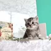 ミヌエット(長足)【岐阜県・男の子・2024年5月28日・シルバーマッカレルタビー】の写真2「わくわく♡」