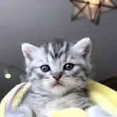 ミヌエット(長足)【岐阜県・男の子・2024年5月28日・シルバーマッカレルタビー】の写真4「にこにこ♡」