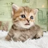 ミヌエット(短足)【岐阜県・女の子・2025年5月10日・ブラウンマッカレルタビー】の写真15