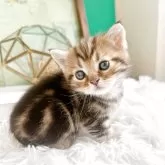 ミヌエット(短足)【岐阜県・男の子・2025年5月10日・ブラウンマッカレルタビー】の写真15