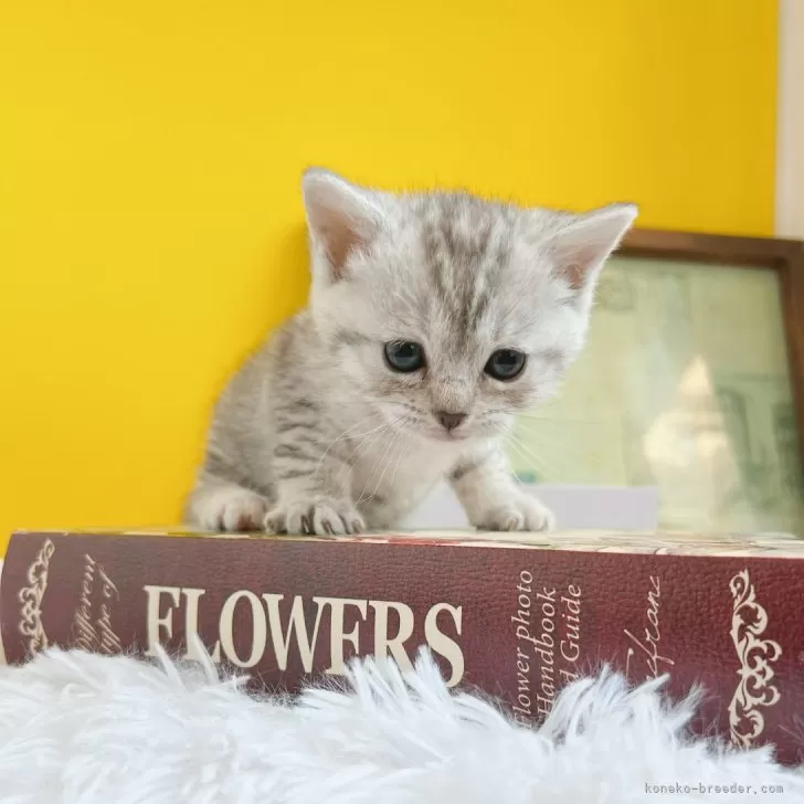 ID:2503-00878の子猫