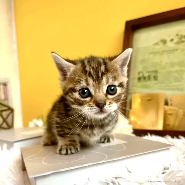 ID：2412-01671の子猫