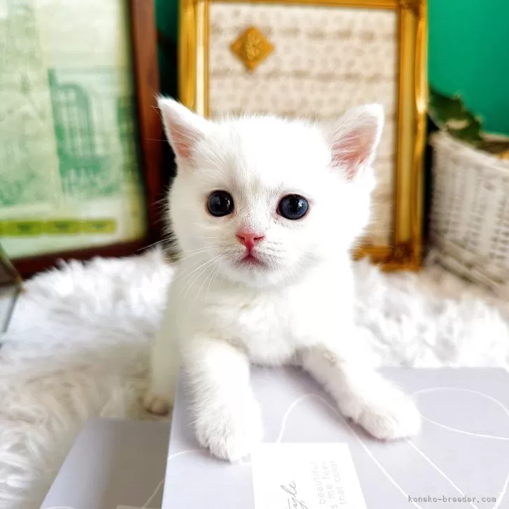 ミヌエット(長足)【岐阜県・女の子・2025年10月22日・ホワイト】の写真1