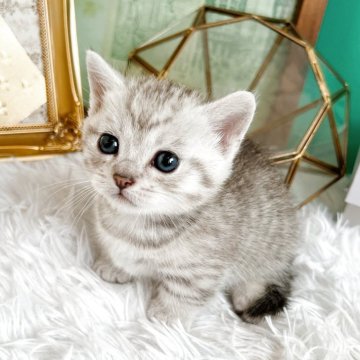 マンチカン(短足)【岐阜県・男の子・2025年5月18日・シルバーマッカレルタビー（ショート）】の写真「綺麗な柄のイケメンくん☆☆」