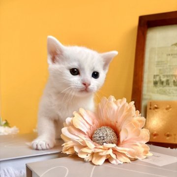 マンチカン(長足)【岐阜県・男の子・2024年11月20日・ホワイト（ショート）】の写真「雪の王子様は選ばれしオッドアイ🩵」