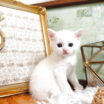 マンチカン(長足)【岐阜県・男の子・2025年10月3日・ホワイト（ショート）】の写真「ホワイト王子様✨」