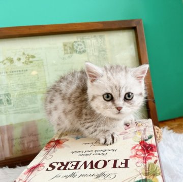 ミヌエット(短足)【岐阜県・男の子・2025年2月2日・シルバータビー】の写真「まーるいお顔のプリティ男子♡」