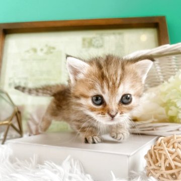 ミヌエット(短足)【岐阜県・女の子・2025年5月10日・ブラウンマッカレルタビー】の写真「ベビーフェイスのかわいい女の子♡」