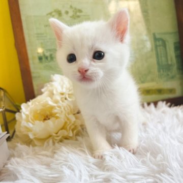 マンチカン(長足)【岐阜県・男の子・2025年2月2日・ホワイト】の写真「雪のような真っ白カラーの男の子🩵」