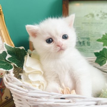 ミヌエット(長足)【岐阜県・男の子・2025年2月2日・ホワイト】の写真「頭に少しブラックがはいってます♡」