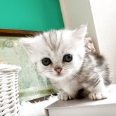 ミヌエット(短足)