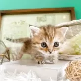 ミヌエット(短足)【岐阜県・女の子・2025年5月10日・ブラウンマッカレルタビー】の写真1「こんにちははじめまして♡」