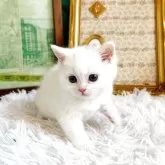 ミヌエット(長足)【岐阜県・女の子・2025年10月22日・ホワイト】の写真3