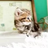 ミヌエット(短足)【岐阜県・男の子・2025年5月10日・ブラウンマッカレルタビー】の写真5「横顔」