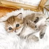 ミヌエット(短足)【岐阜県・女の子・2025年5月10日・ブラウンマッカレルタビー】の写真3