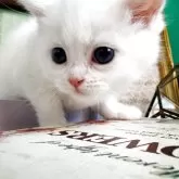 ミヌエット(長足)【岐阜県・女の子・2025年10月22日・ホワイト】の写真5