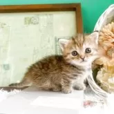 ミヌエット(短足)【岐阜県・女の子・2025年5月10日・ブラウンマッカレルタビー】の写真5「んっ♡」