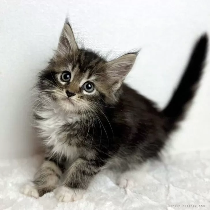 ID：2508-00930の子猫