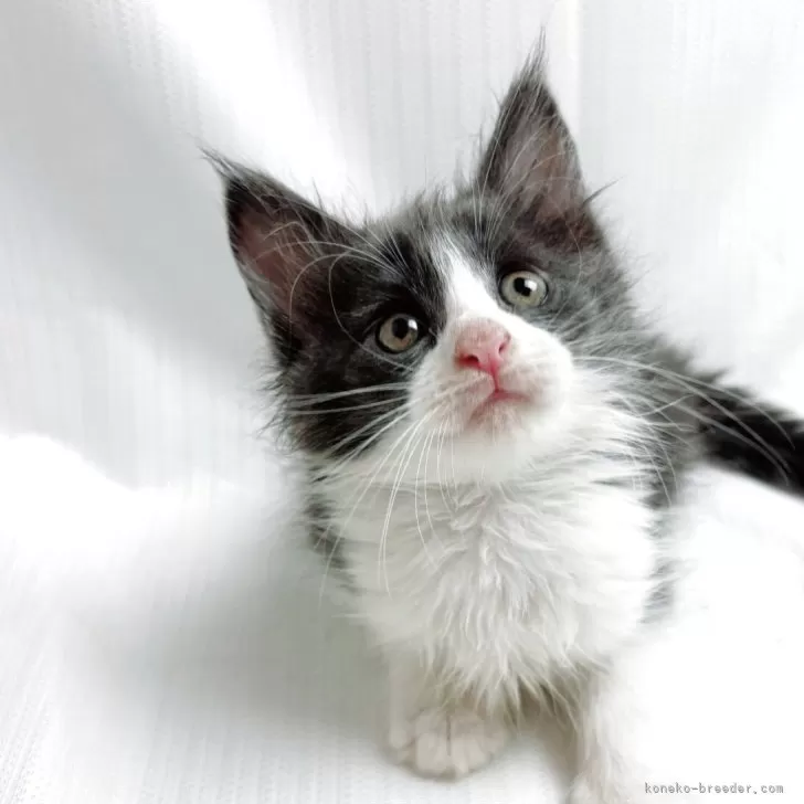 ID：2505-02125の子猫