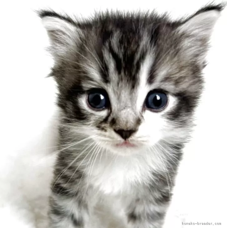 こぐま 様のお迎えした子猫