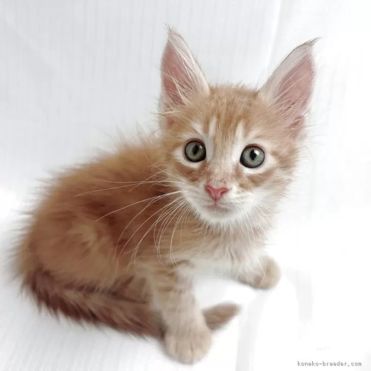 ID：2505-02121の子猫