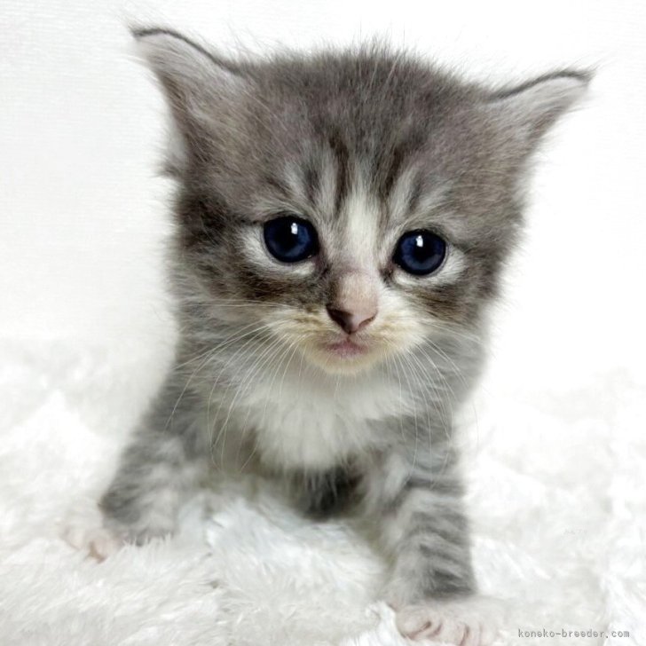 ブリーダー画像