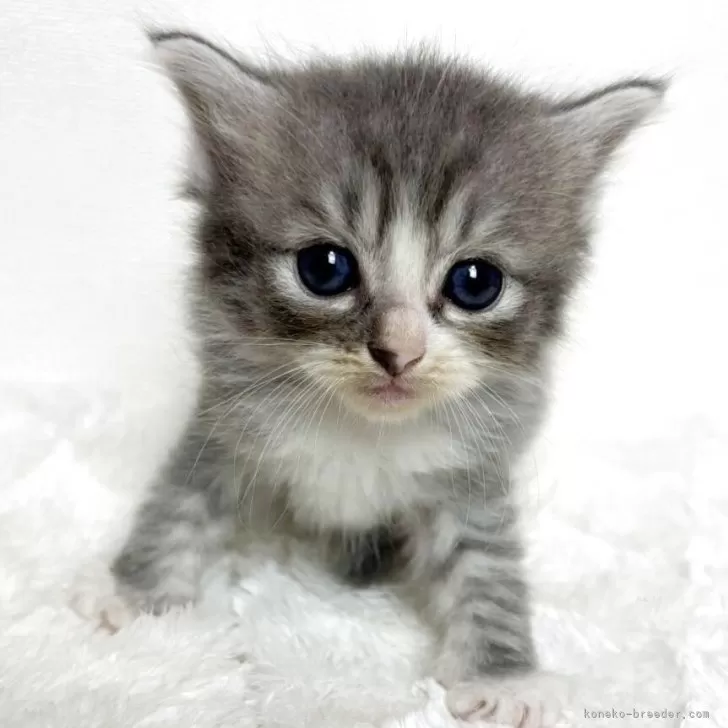 サイベリアン【三重県・男の子・2025年9月14日・ブルータビー&amp;ホワイト】の写真1