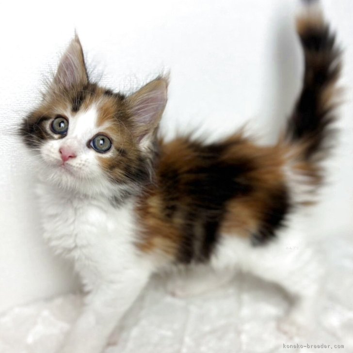 K.M 様のお迎えした子猫