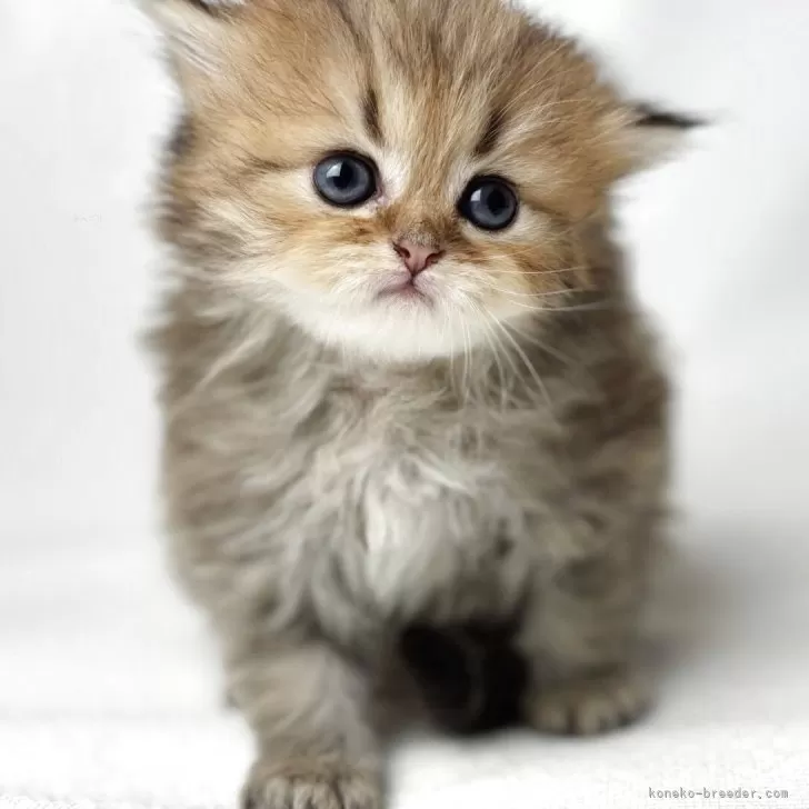 ID：2505-00402の子猫