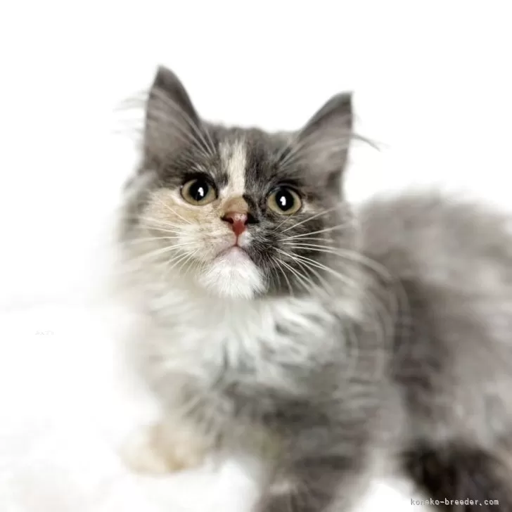 マンチカン(長足)【三重県・女の子・2025年8月7日・ブルーパッチドタビー&amp;ホワイト】の写真1