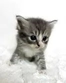 サイベリアン【三重県・男の子・2025年9月14日・ブルータビー&ホワイト】の写真2