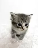 サイベリアン【三重県・男の子・2025年9月14日・ブルータビー&ホワイト】の写真3