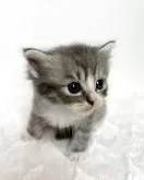 サイベリアン【三重県・男の子・2025年9月14日・ブルータビー&ホワイト】の写真4