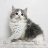 サイベリアン【三重県・男の子・2026年2月20日・ブルータビー&ホワイト】の写真6