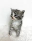 サイベリアン【三重県・男の子・2025年9月14日・ブルータビー&ホワイト】の写真7