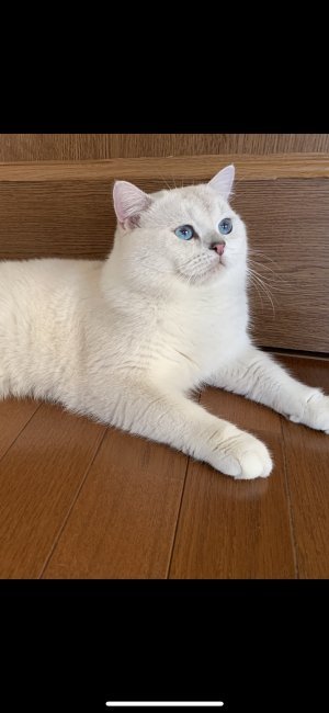 國保　沙織(こくぼ　さおり)ブリーダー(三重県・ブリティッシュショートヘア・ICC登録)の紹介写真4