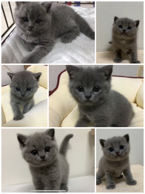 國保沙織ブリーダーのブログ：子猫出産情報