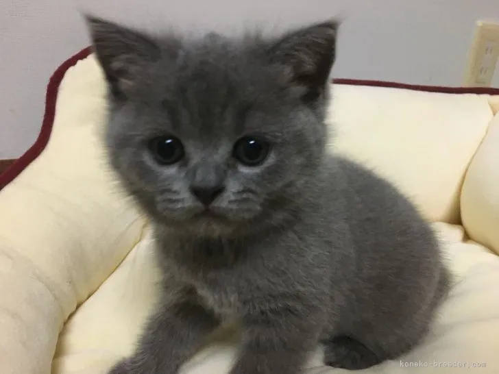 ID：2105-02009の子猫